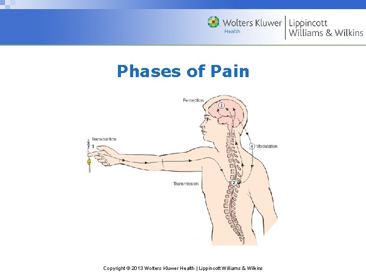 Phases of Pain Copyright © 2013 Wolters Kluwer Health | Lippincott Williams & Wilkins