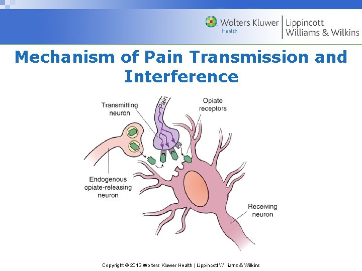 Mechanism of Pain Transmission and Interference Copyright © 2013 Wolters Kluwer Health | Lippincott