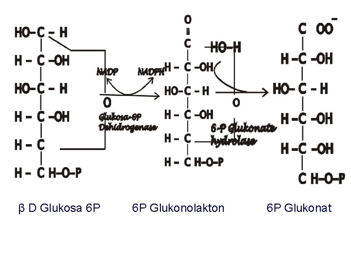β D Glukosa 6 P 6 P Glukonolakton 6 P Glukonat 