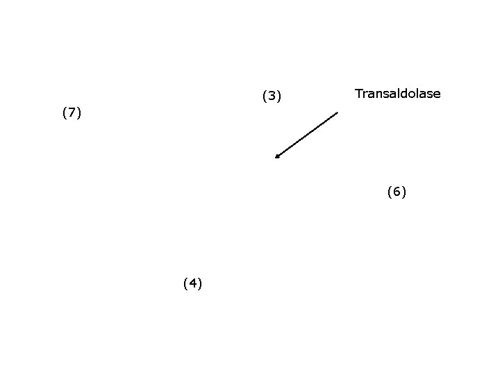 (3) Transaldolase (7) (6) (4) 