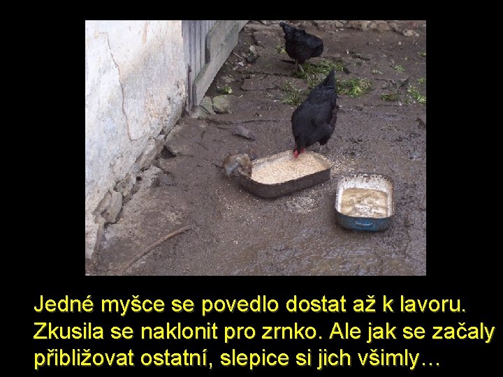 Jedné myšce se povedlo dostat až k lavoru. Zkusila se naklonit pro zrnko. Ale