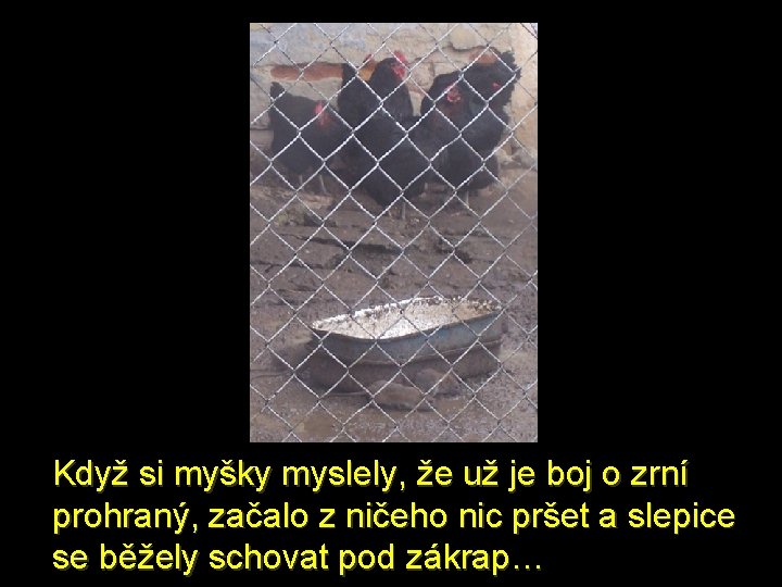 Když si myšky myslely, že už je boj o zrní prohraný, začalo z ničeho