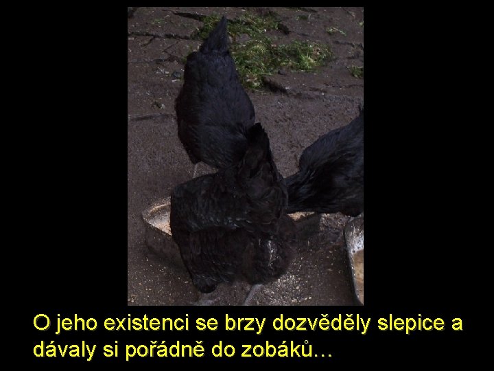 O jeho existenci se brzy dozvěděly slepice a dávaly si pořádně do zobáků… 