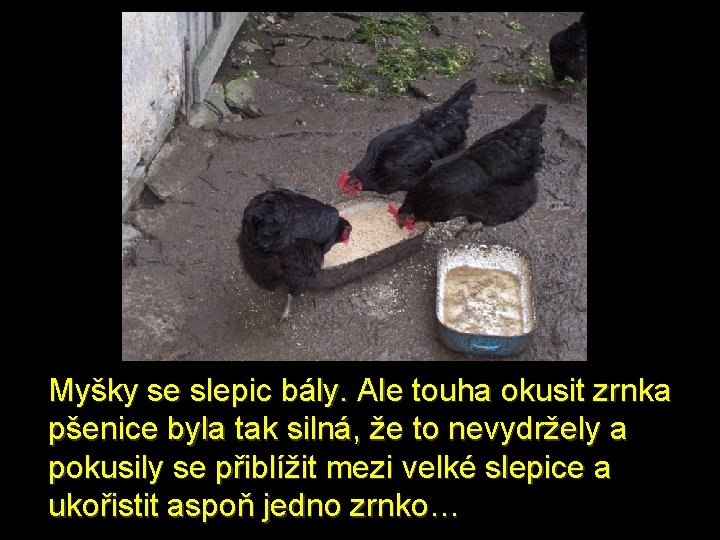 Myšky se slepic bály. Ale touha okusit zrnka pšenice byla tak silná, že to