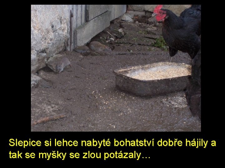 Slepice si lehce nabyté bohatství dobře hájily a tak se myšky se zlou potázaly…