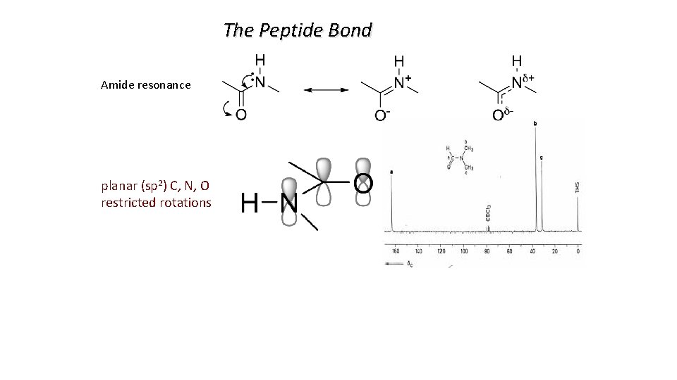 The Peptide Bond Amide resonance planar (sp 2) C, N, O restricted rotations 