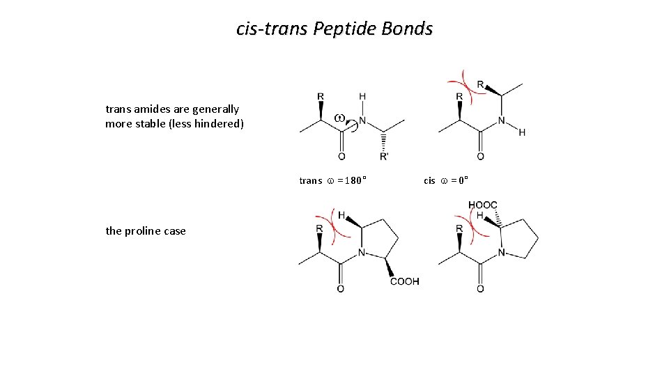 cis-trans Peptide Bonds trans amides are generally more stable (less hindered) w trans w