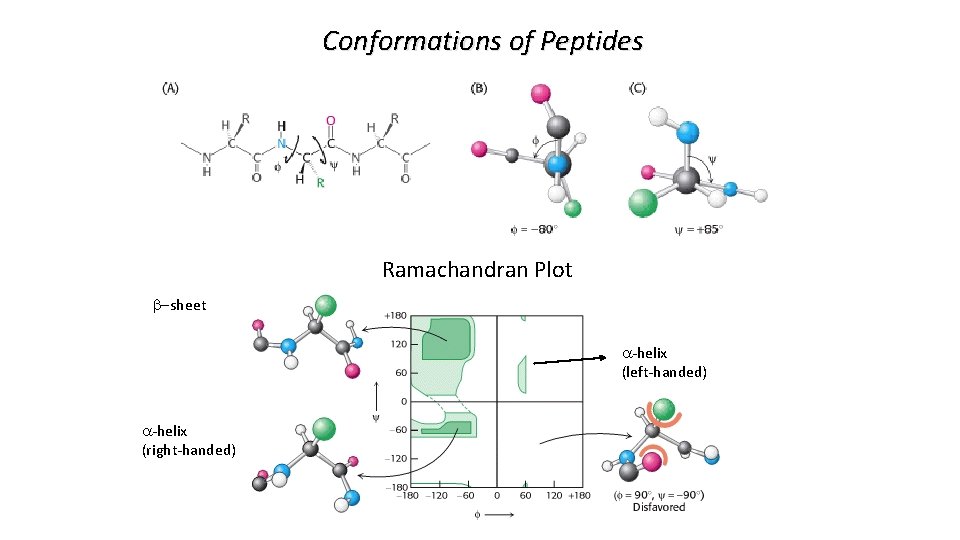 Conformations of Peptides Ramachandran Plot b-sheet a-helix (left-handed) a-helix (right-handed) 