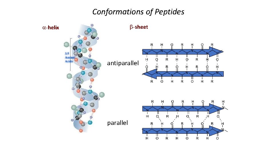 Conformations of Peptides b-sheet a-helix antiparallel 