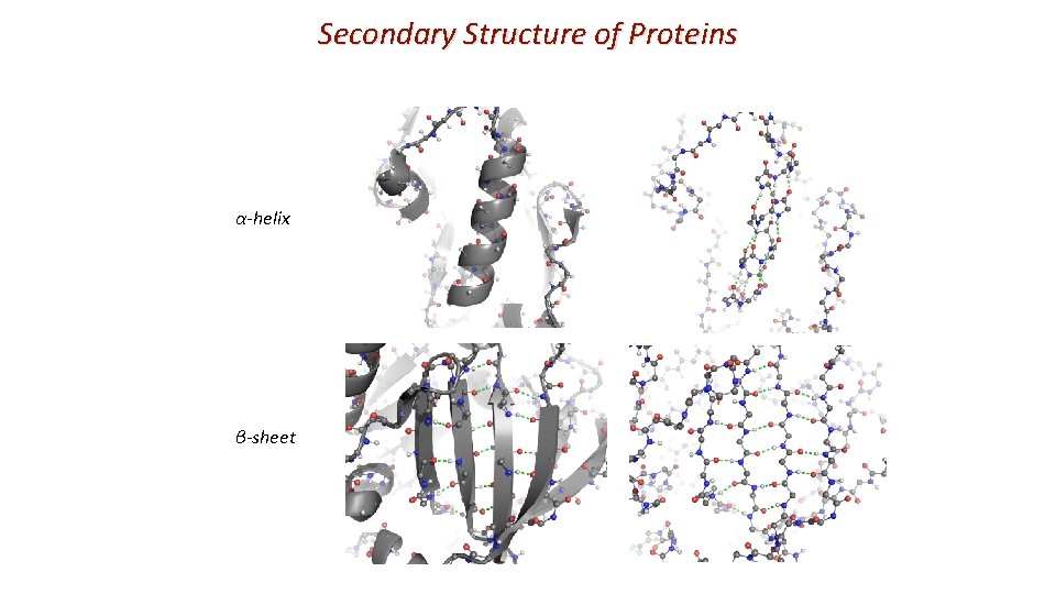 Secondary Structure of Proteins α-helix β-sheet 