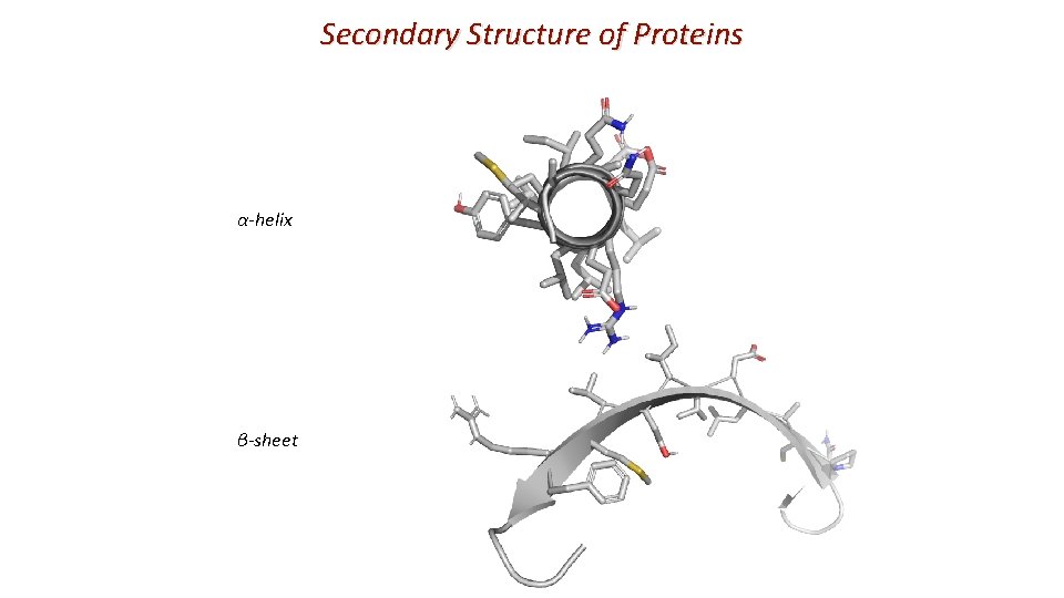 Secondary Structure of Proteins α-helix β-sheet 