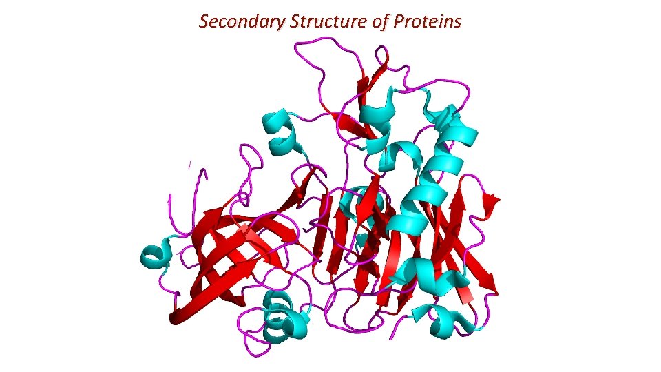 Secondary Structure of Proteins 