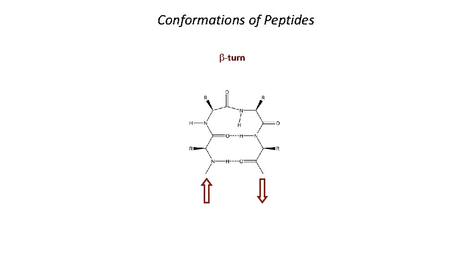 Conformations of Peptides b-turn 