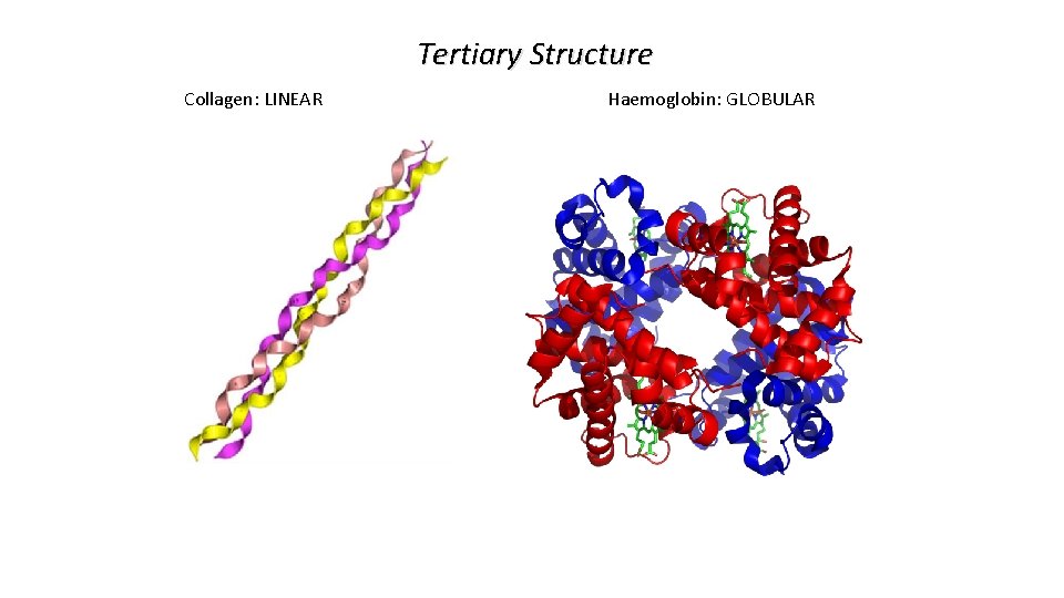 Tertiary Structure Collagen: LINEAR Haemoglobin: GLOBULAR 