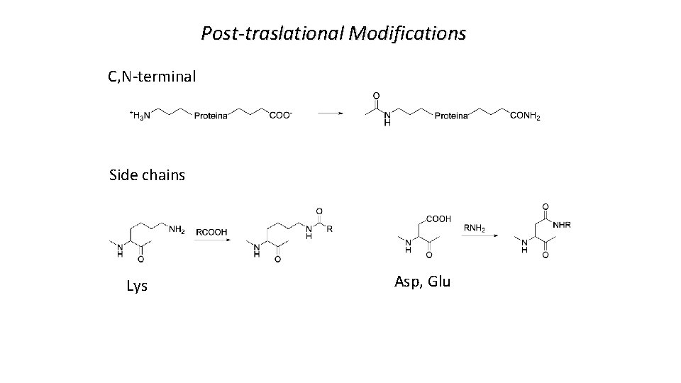 Post-traslational Modifications C, N-terminal Side chains Lys Asp, Glu 
