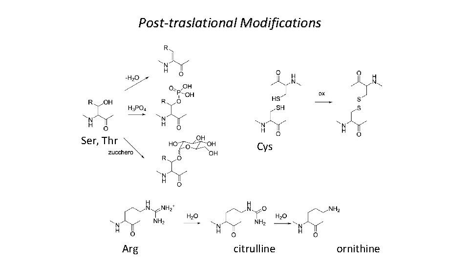 Post-traslational Modifications Ser, Thr Cys Arg citrulline ornithine 