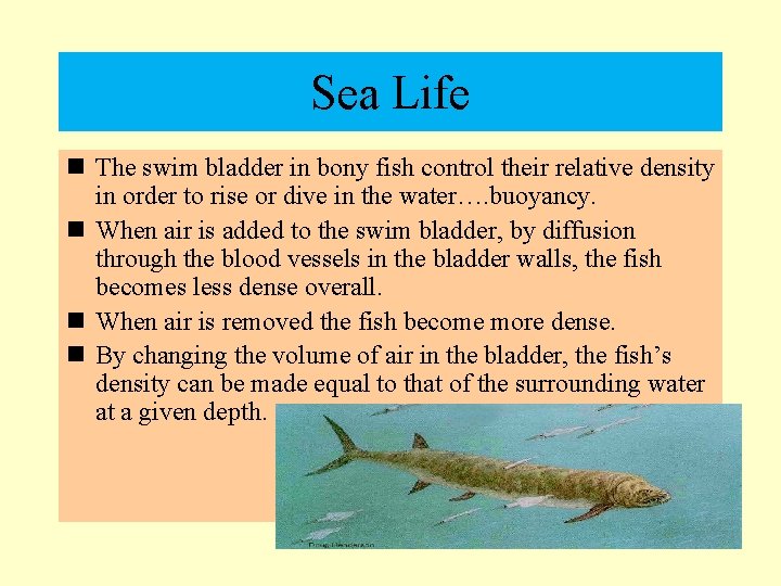 Sea Life n The swim bladder in bony fish control their relative density in