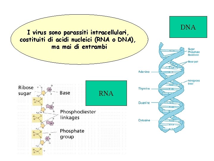I virus sono parassiti intracellulari, costituiti di acidi nucleici (RNA o DNA), ma mai