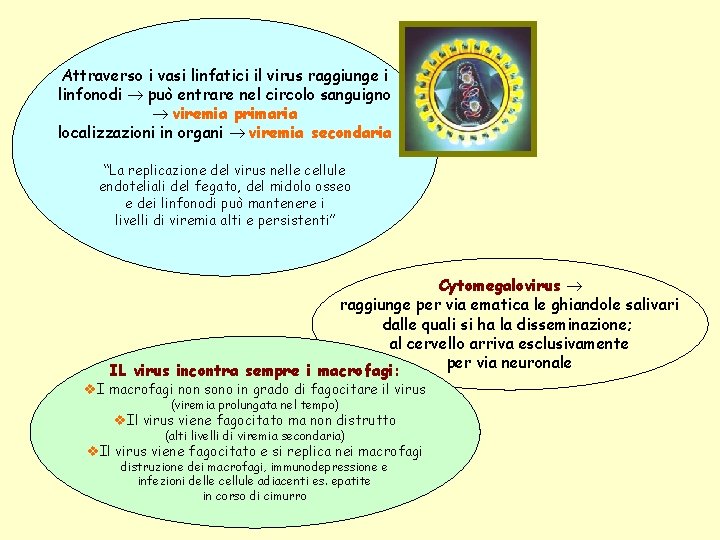 Attraverso i vasi linfatici il virus raggiunge i linfonodi può entrare nel circolo sanguigno