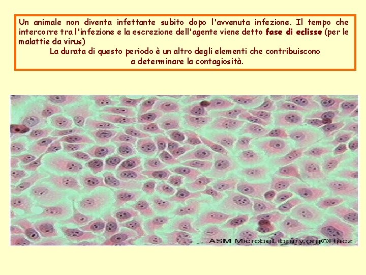 Un animale non diventa infettante subito dopo l'avvenuta infezione. Il tempo che intercorre tra