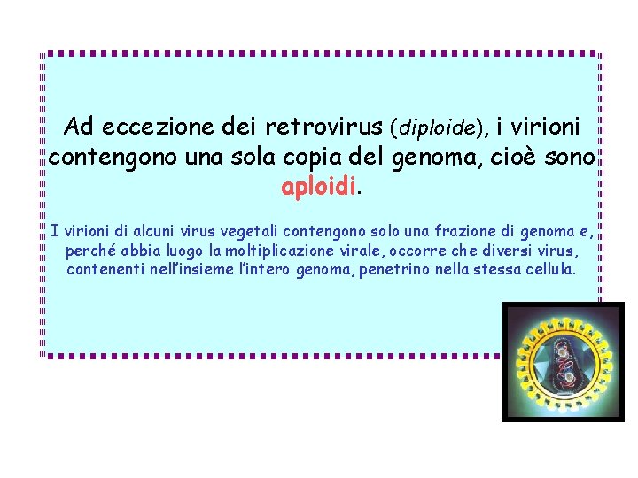 Ad eccezione dei retrovirus (diploide), i virioni contengono una sola copia del genoma, cioè
