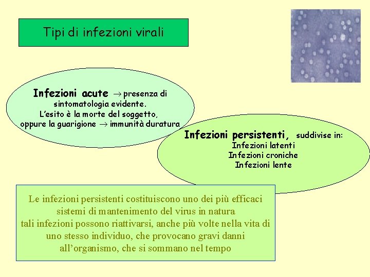 Tipi di infezioni virali Infezioni acute presenza di sintomatologia evidente. L’esito è la morte