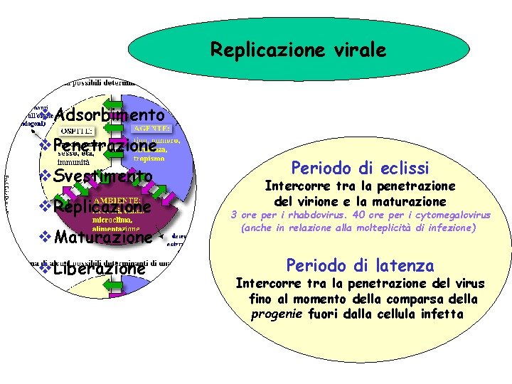 Replicazione virale v. Adsorbimento v. Penetrazione v. Svestimento v. Replicazione v. Maturazione v. Liberazione