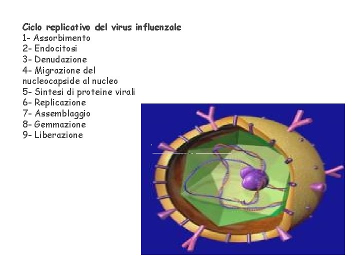 Ciclo replicativo del virus influenzale 1 - Assorbimento 2 - Endocitosi 3 - Denudazione