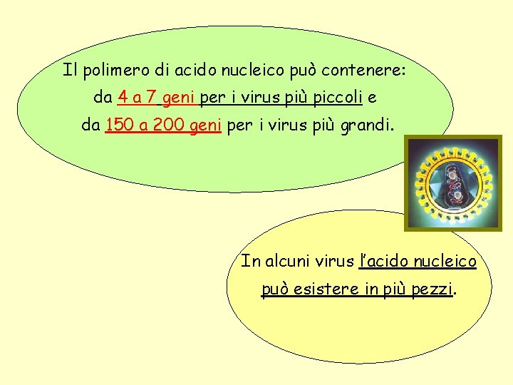 Il polimero di acido nucleico può contenere: da 4 a 7 geni per i