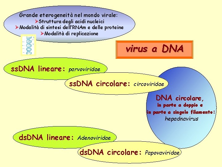 Grande eterogeneità nel mondo virale: ØStruttura degli acidi nucleici ØModalità di sintesi dell’RNAm e