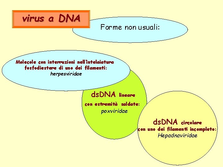 virus a DNA Forme non usuali: Molecole con interruzioni nell’intelaiatura fosfodiestere di uno dei