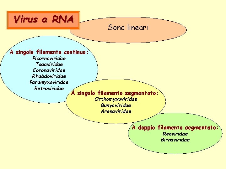 Virus a RNA Sono lineari A singolo filamento continuo: Picornaviridae Togaviridae Coronaviridae Rhabdoviridae Paramyxoviridae