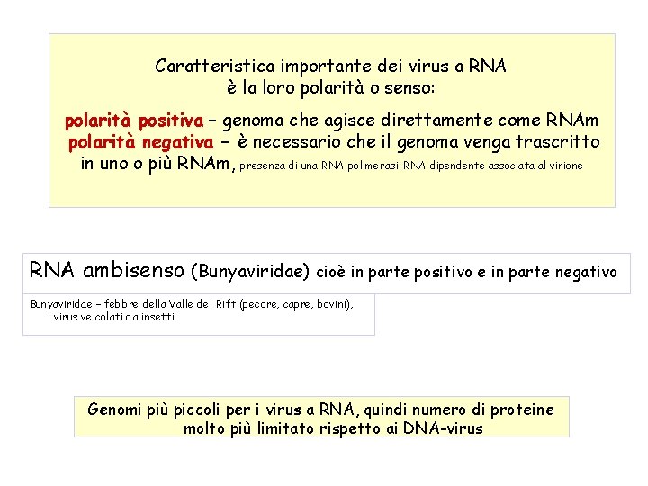 Caratteristica importante dei virus a RNA è la loro polarità o senso: polarità positiva