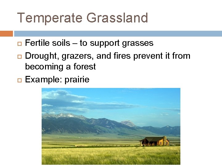 Temperate Grassland Fertile soils – to support grasses Drought, grazers, and fires prevent it