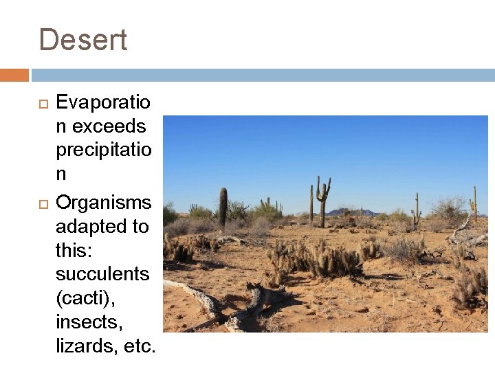 Desert Evaporatio n exceeds precipitatio n Organisms adapted to this: succulents (cacti), insects, lizards,