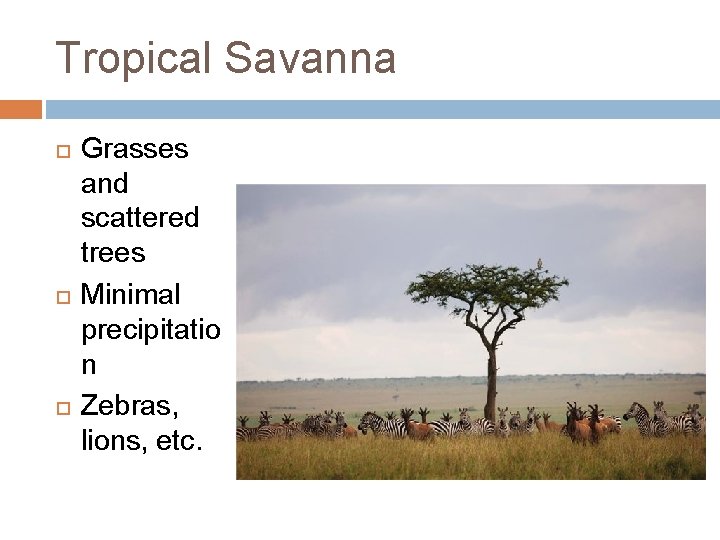 Tropical Savanna Grasses and scattered trees Minimal precipitatio n Zebras, lions, etc. 