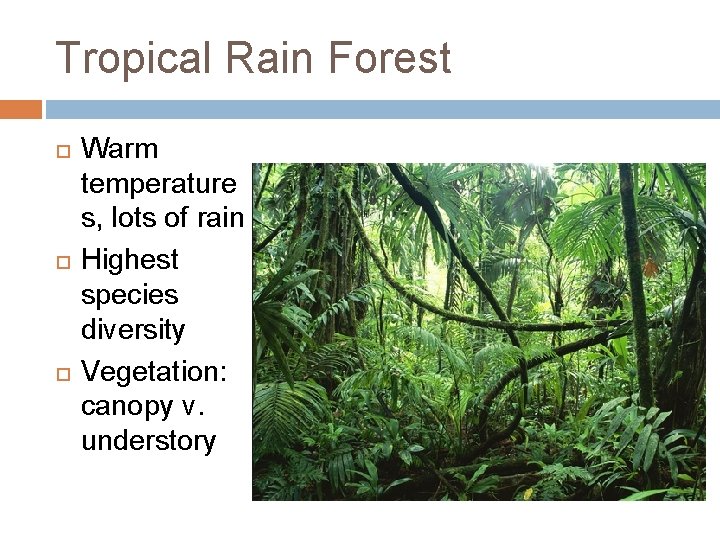 Tropical Rain Forest Warm temperature s, lots of rain Highest species diversity Vegetation: canopy