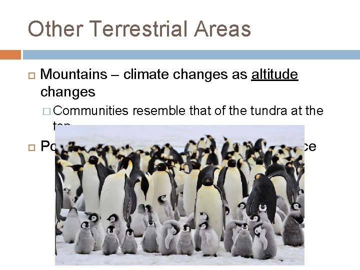 Other Terrestrial Areas Mountains – climate changes as altitude changes � Communities resemble that