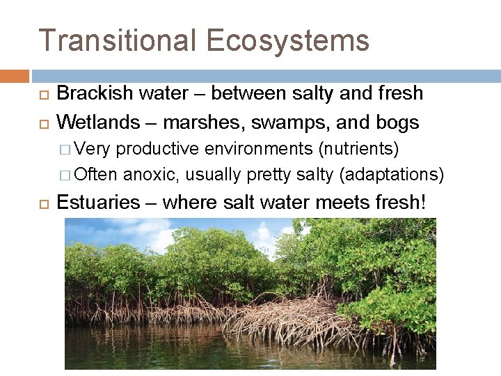 Transitional Ecosystems Brackish water – between salty and fresh Wetlands – marshes, swamps, and