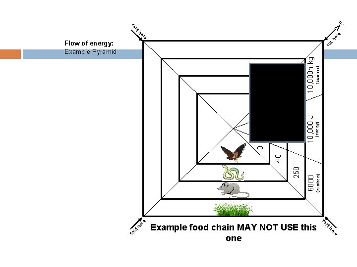 ld he re (numbers) 6000 250 40 3 10, 000 n kg (biomass) 10,