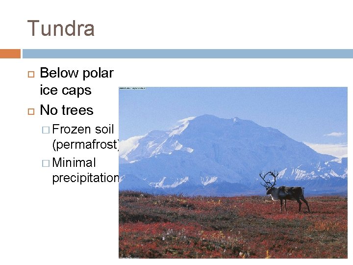 Tundra Below polar ice caps No trees � Frozen soil (permafrost) � Minimal precipitation
