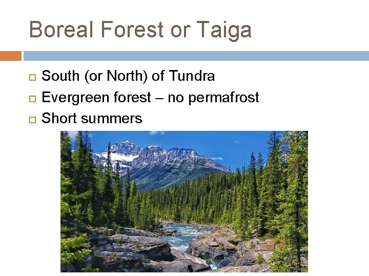 Boreal Forest or Taiga South (or North) of Tundra Evergreen forest – no permafrost