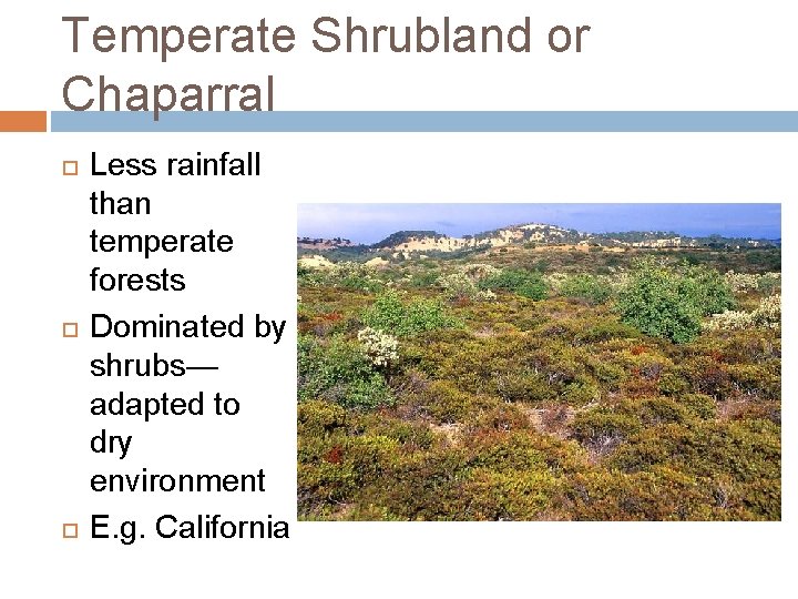 Temperate Shrubland or Chaparral Less rainfall than temperate forests Dominated by shrubs— adapted to