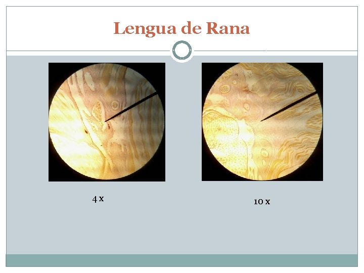 Lengua de Rana 4 x 10 x 