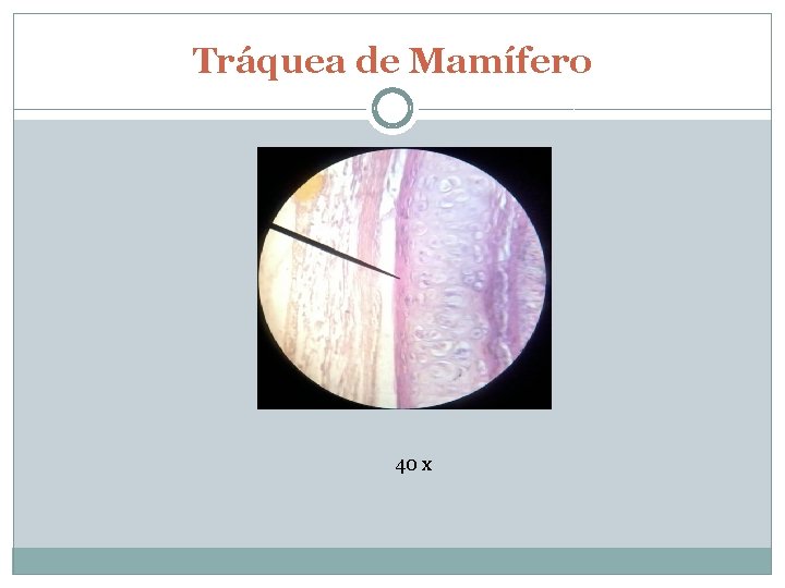 Tráquea de Mamífero 40 x 