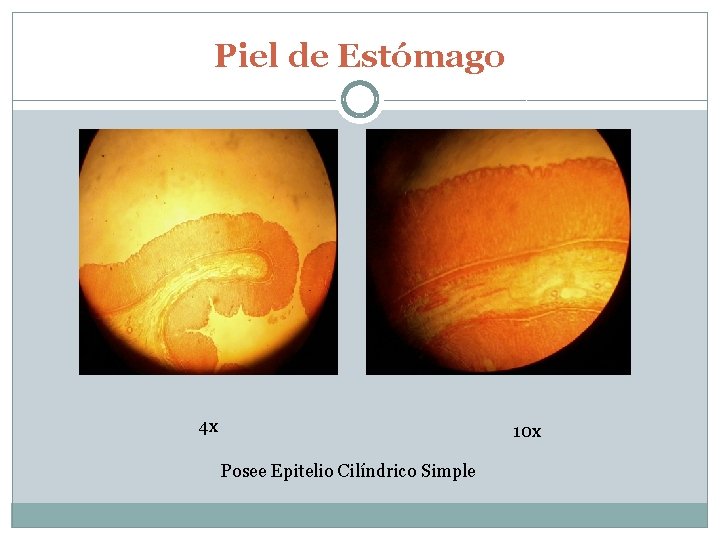 Piel de Estómago 4 x 10 x Posee Epitelio Cilíndrico Simple 