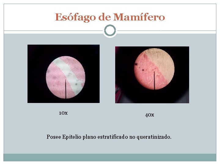 Esófago de Mamífero 10 x 40 x Posee Epitelio plano estratificado no queratinizado. 