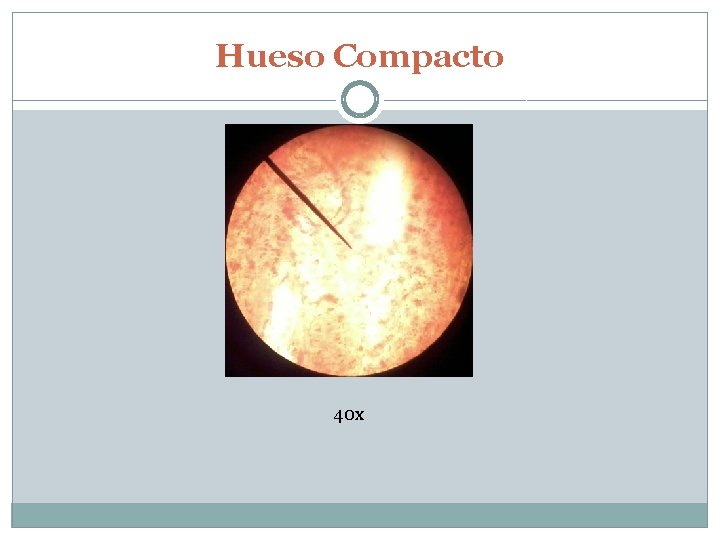 Hueso Compacto 40 x 