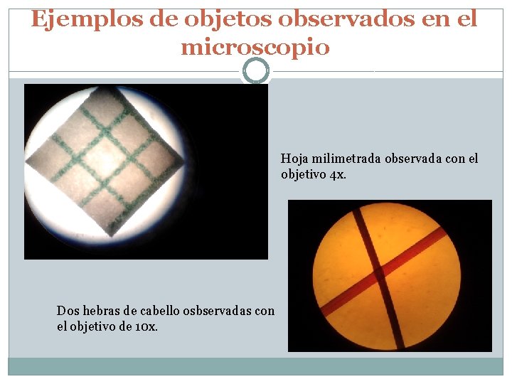 Ejemplos de objetos observados en el microscopio Hoja milimetrada observada con el objetivo 4