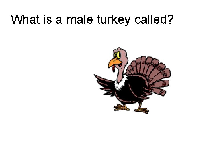 What is a male turkey called? 